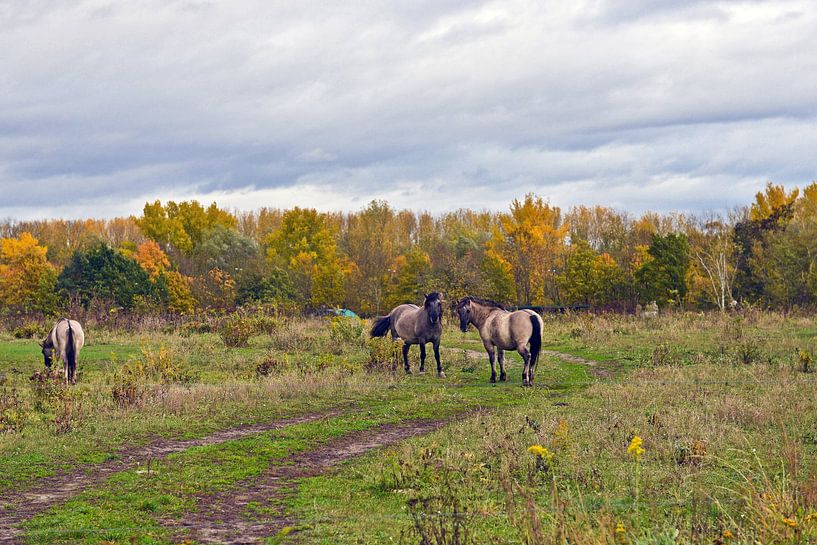 Sierlijke, wilde Koniks in het Barnim Natuurpark van Silva Wischeropp