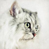 Katzenportrait