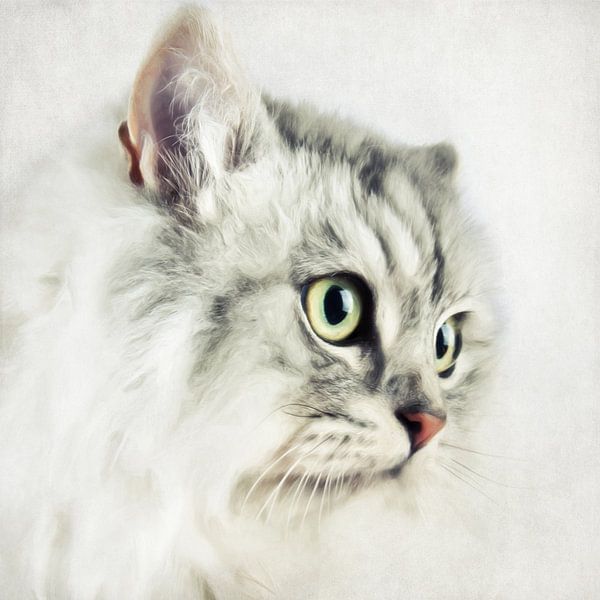 Katzenportrait by AD DESIGN Photo & PhotoArt