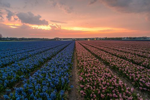 Sassenheim - Two-coloured field of flowering hyacinths (0009)