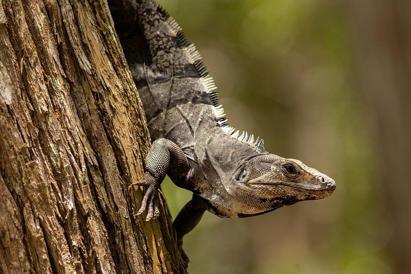Iguanas in a tree, Mexico. by Erik de Rijk
