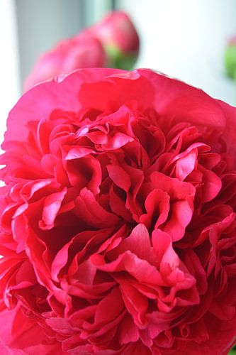 Roze dubbele pioenroos in bloei, met groene bladeren