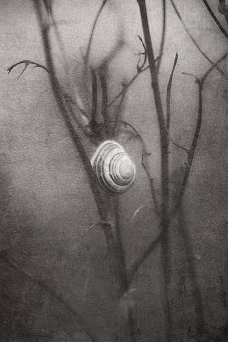 eenzaam wachtende slak