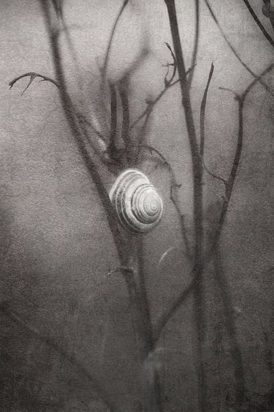 eenzaam wachtende slak by Ribbi