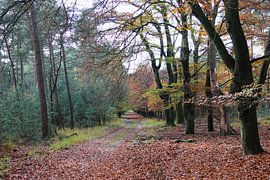 Une forêt en automne avec une allée jonchée de feuilles mortes.