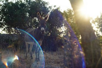 Donkey in the evening sun by Floris Verweij