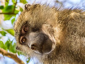 Portrait de Babouin