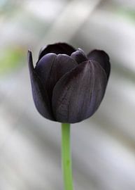 Black tulip by Roswitha Lorz