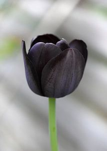 Black tulip van Roswitha Lorz