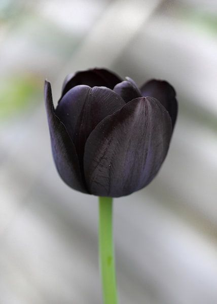 Black tulip von Roswitha Lorz