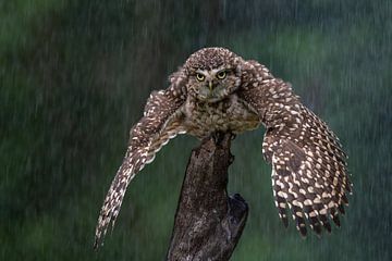 Burrowing owl by Freddy Van den Buijs