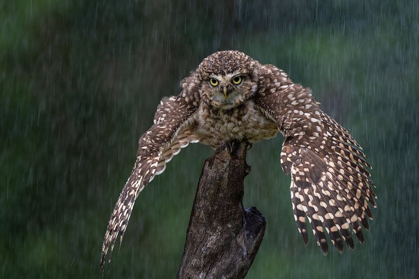 Burrowing owl by Freddy Van den Buijs