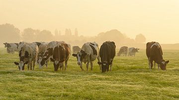 Cows in a meadow during a misty sunrise