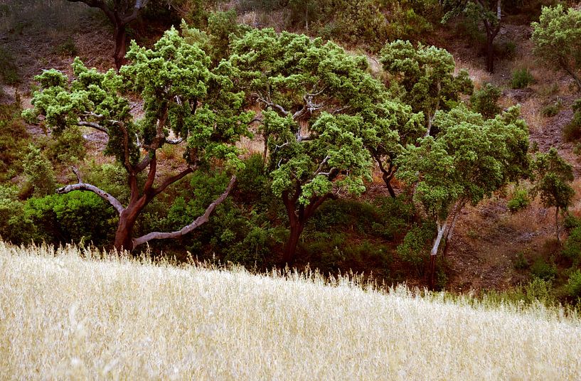 Bomen van Harrie Muis