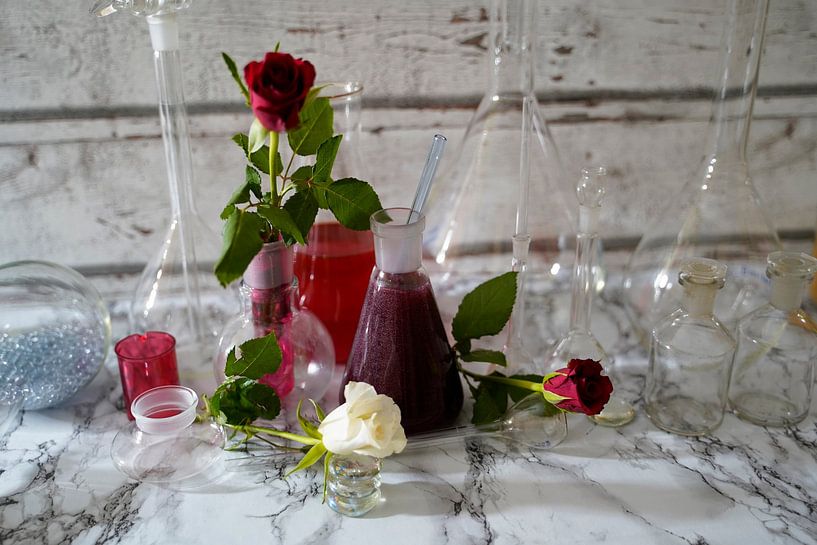 Vin mousseux avec de la liqueur de sureau. par Babetts Bildergalerie