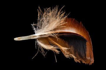 Macro shot of a brown chicken feather by Hans-Jürgen Janda