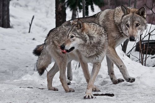 De familie van de wolven is een groot mannetje en vrouwtje