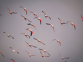 Fliegende Flamingo-' von Willemijn Wolthaus