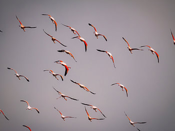 Fliegende Flamingo-'
