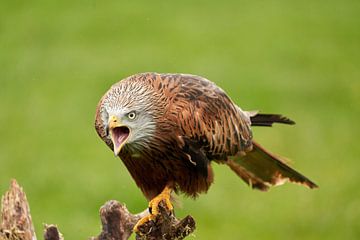 Red kite with beak open sits on a tree trunk. with threatening look, Ready for attack, detailed feat