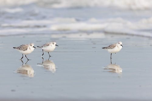 Sanderling (Calidris alba)