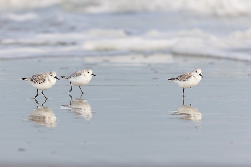 Sanderlinge (Calidris alba) von Dirk Rüter