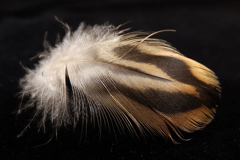 Camouflage Feather by Wijnand Kroes