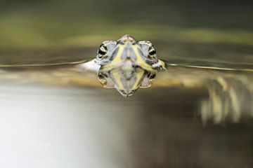 Schildpad op de loer by Frouwkje Fotografie