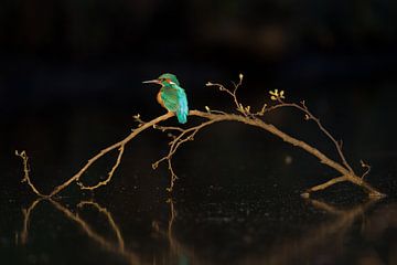 IJsvogel in het laatste licht van IJsvogels.nl - Corné van Oosterhout