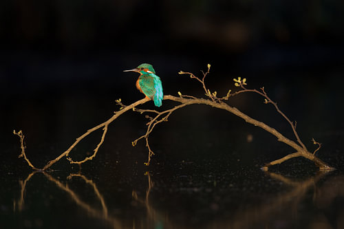 IJsvogel in het laatste licht