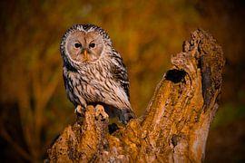 oeral uil bij zonsopkomst van patricia van der maden