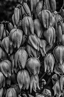 Flowers in black and white