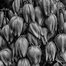 Bloemen in zwart en wit van Fabian Roessler