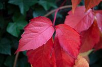 Les couleurs de l'automne dans toute leur splendeur