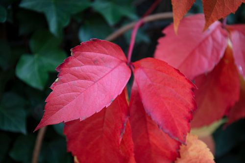 De kleuren van de herfst in verschillende pracht