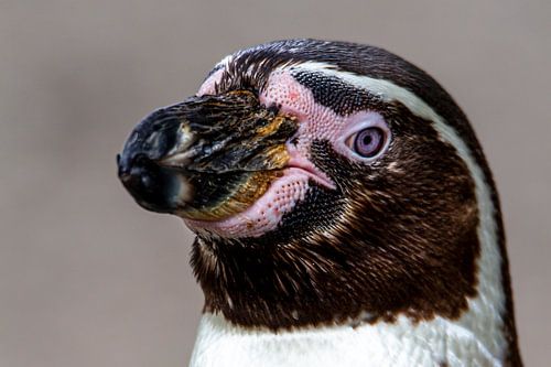 Pinguin