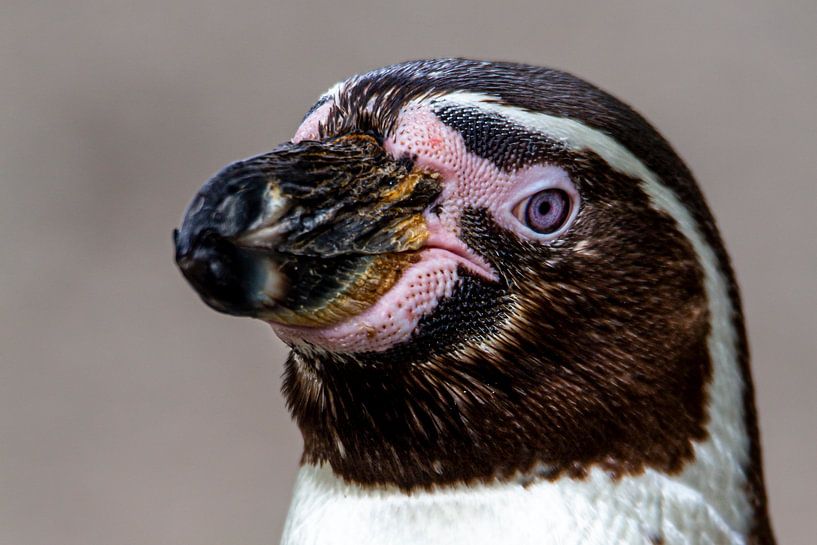 Penguin by Scholtes Fotografie