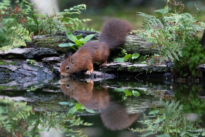 Eichhörnchen von @Unique