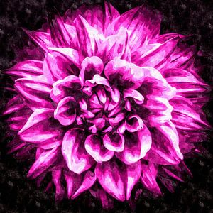 Blüte lila Dahlie
