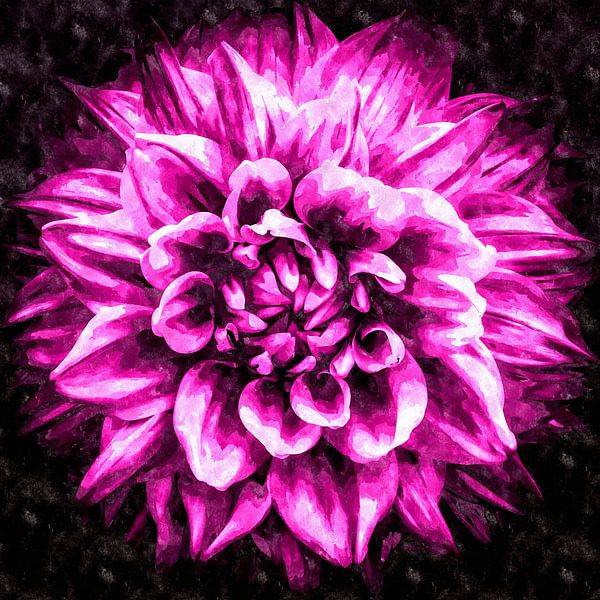 Flower purple dahlia by Dieter Walther