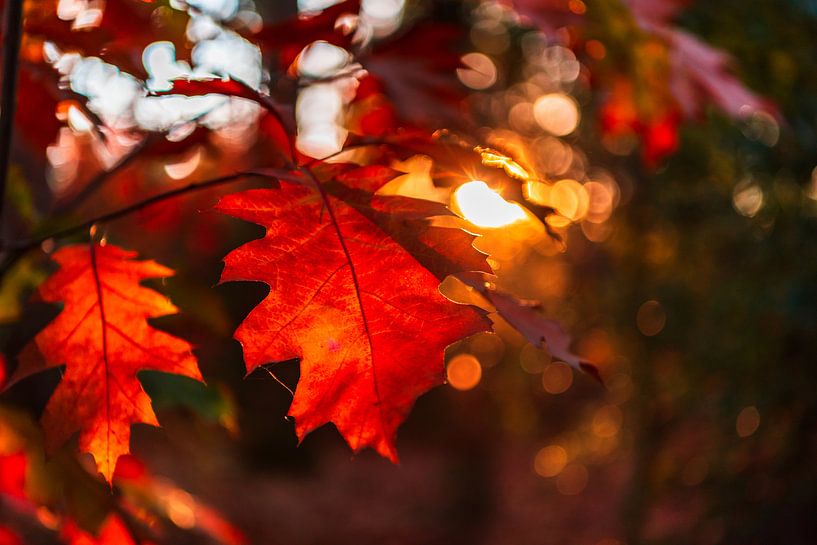 Gros plan de l'automne rouge et orange laisse avec bokeh en arrière-plan. par Gea Gaetani d'Aragona