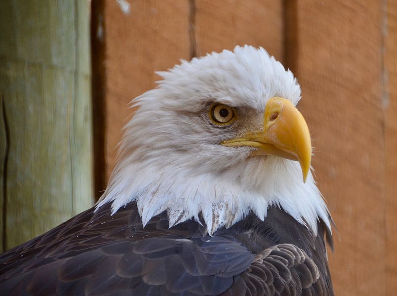 Bald Eagle by Marcel Schouten