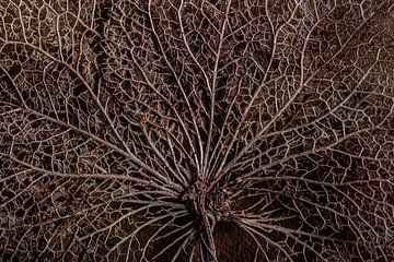 Het geraamte van een hortensia blaadje op hout van Marjolijn van den Berg