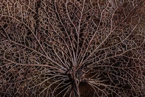Het geraamte van een hortensia blaadje op hout