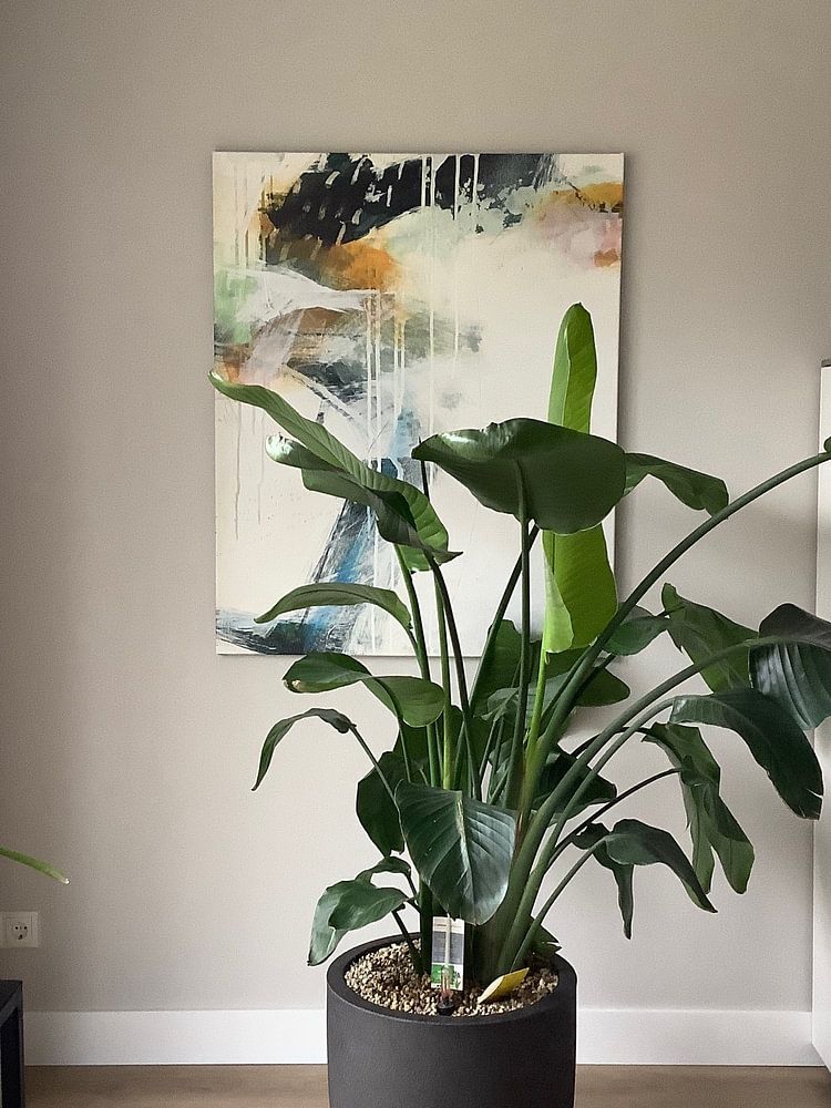 Turbulence II, Jane Davies  von Wild Apple 