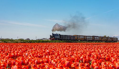 Traditionele Stoomtram nabij Oostwoud (West-Friesland)