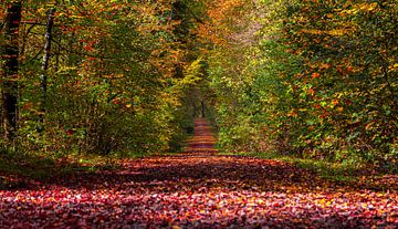 Herbstwald von Thomas Heitz