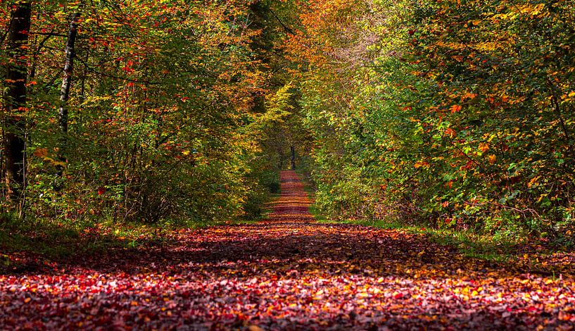 Herfstbos van Thomas Heitz