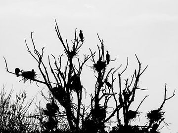 colonie de cormorans sur Dietjee FoTo