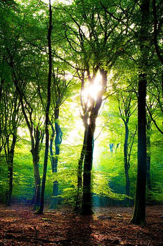 Among the trees